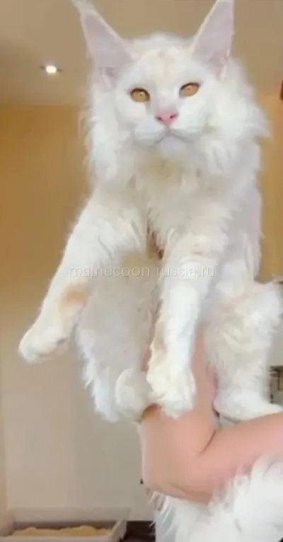 Maine Coon kitten