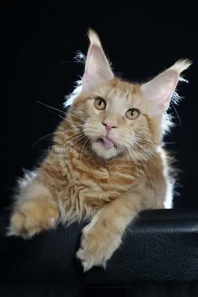 Maine Coon kitten