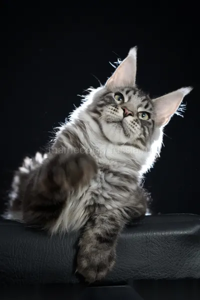 Котенок мейн-кун