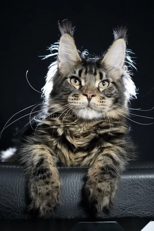 Maine Coon kitten Black classic Tabby (Brown) MCO n 22 Boy