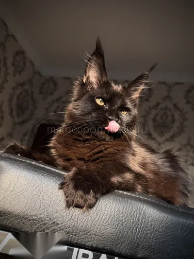 Котенок мейн-кун