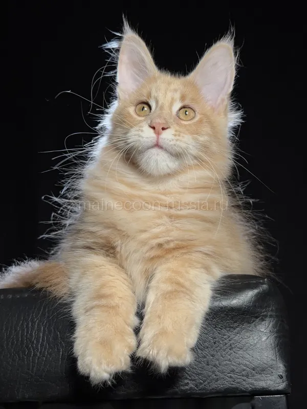 Maine Coon kitten Cream MCO e Boy