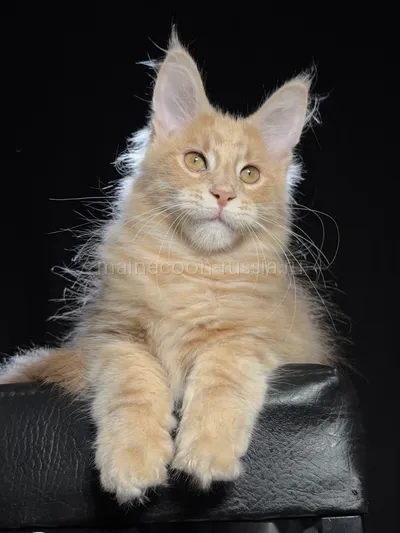 Maine Coon kitten