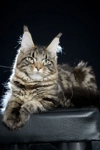 Maine Coon kitten