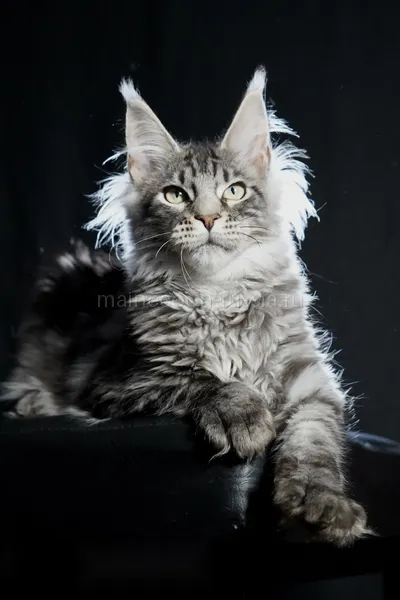 Котенок мейн-кун