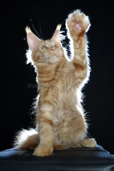 Maine Coon kitten