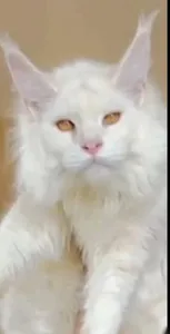 Арнольд