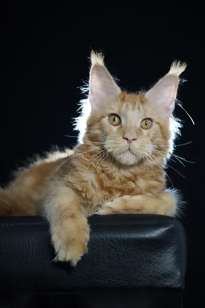 Maine Coon kitten