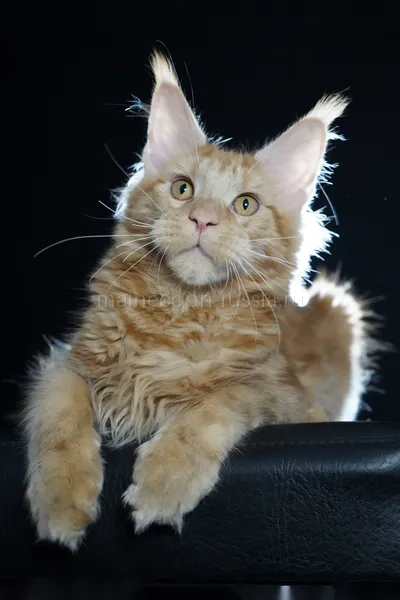 Maine Coon kitten