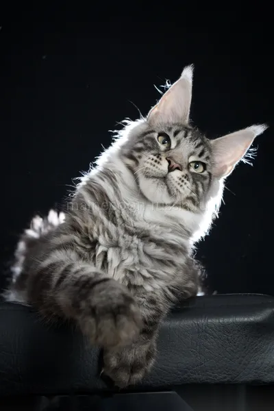 Котенок мейн-кун