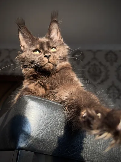 Котенок мейн-кун
