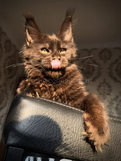 Котенок мейн-кун