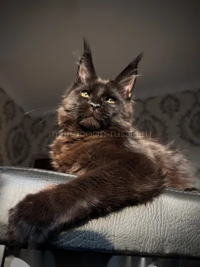 Котенок мейн-кун