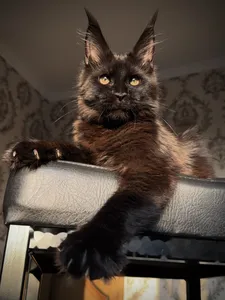 Beverly