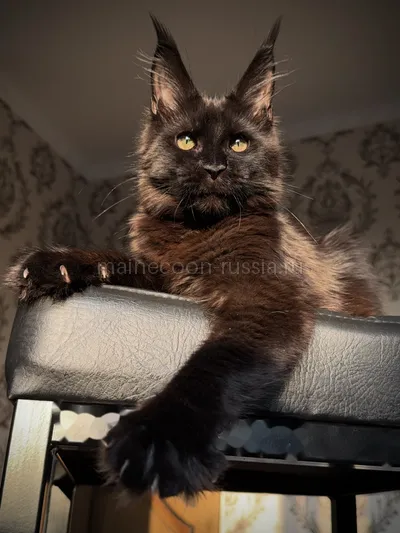 Котенок мейн-кун