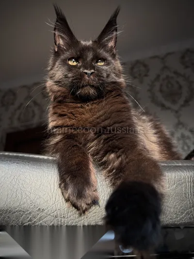 Котенок мейн-кун