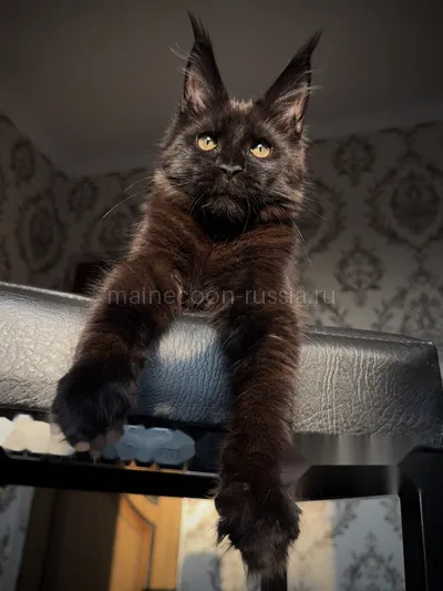 Котенок мейн-кун