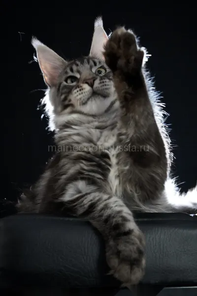Котенок мейн-кун