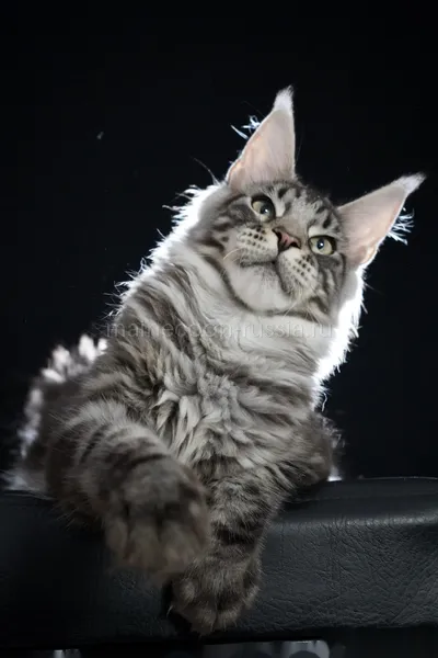 Котенок мейн-кун