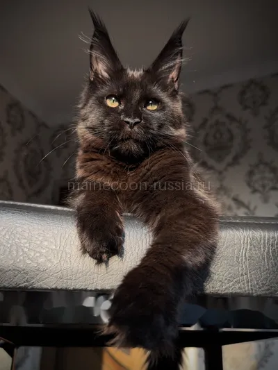 Котенок мейн-кун