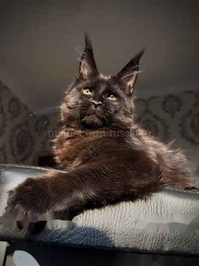 Котенок мейн-кун