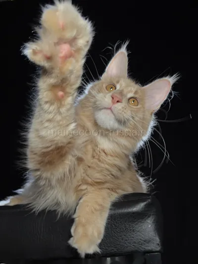 Cristofer — Maine Coon kitten, Cream MCO e