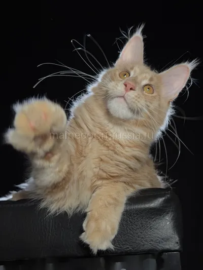 Cristofer — Maine Coon kitten, Cream MCO e