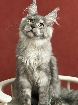 Котенок мейн-кун