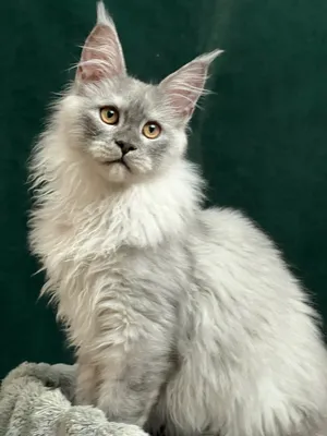 Котенок мейн-кун