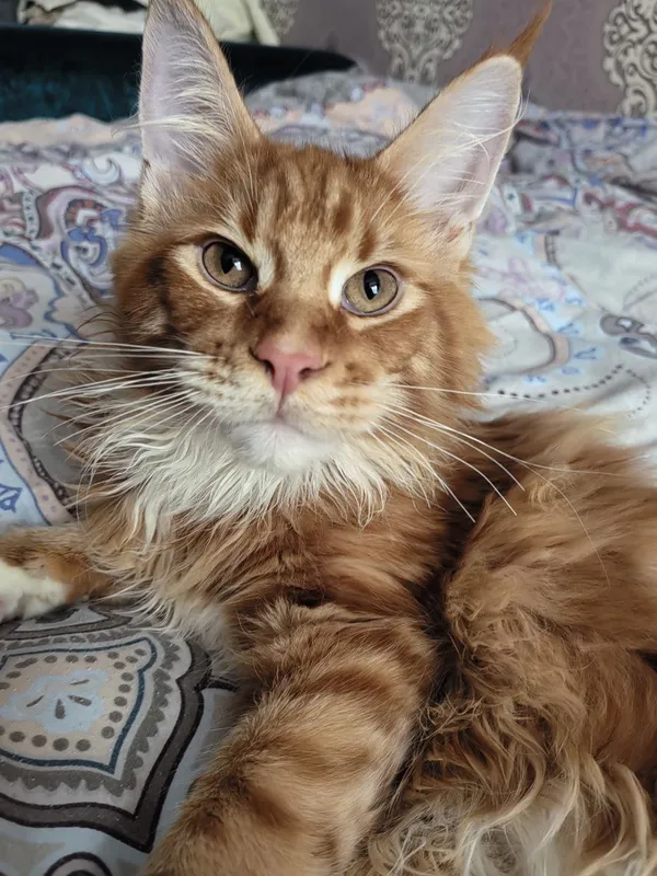 Котенок мейн-кун Красный биколор MCO d09 Мальчик