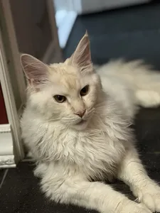 Котенок мейн-кун