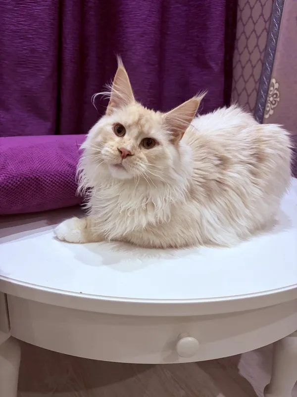 Maine Coon kitten Red smoke white dots on paws or/and stomach MCO ds 09 Boy