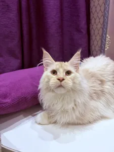 Котенок мейн-кун