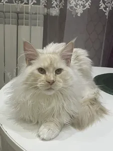 Котенок мейн-кун