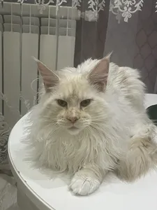 Котенок мейн-кун