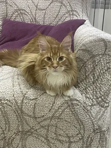 Котенок мейн-кун