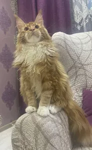 Котенок мейн-кун