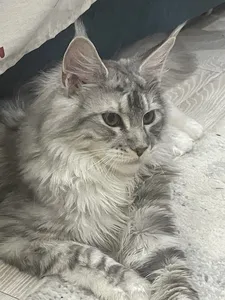 Котенок мейн-кун