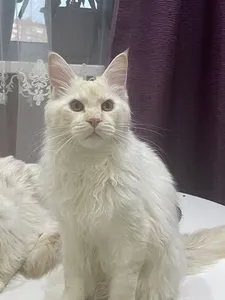 Котенок мейн-кун