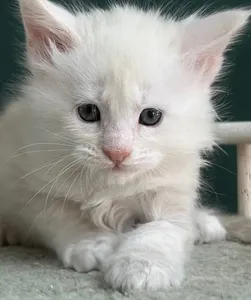 Котенок мейн-кун