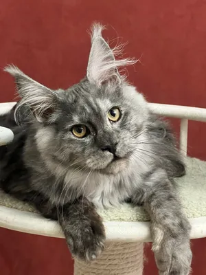 Котенок мейн-кун