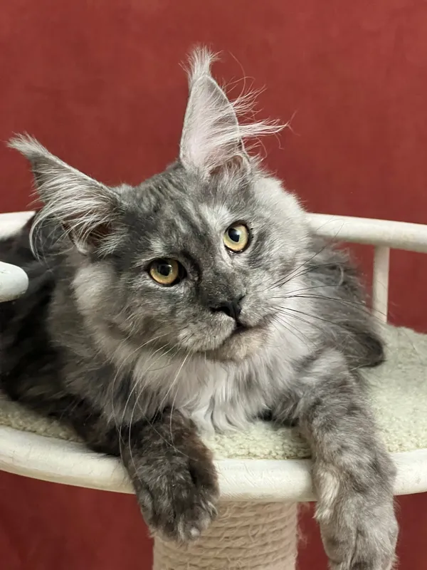 Котенок мейн-кун Черный дым MCO ns  Мальчик