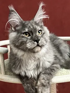 Maine Coon kitten