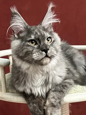 Maine Coon kitten