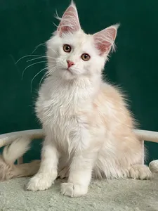 Котенок мейн-кун