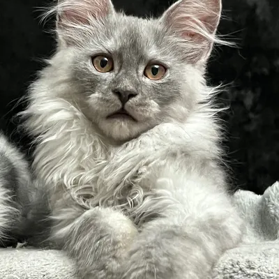 Котенок мейн-кун