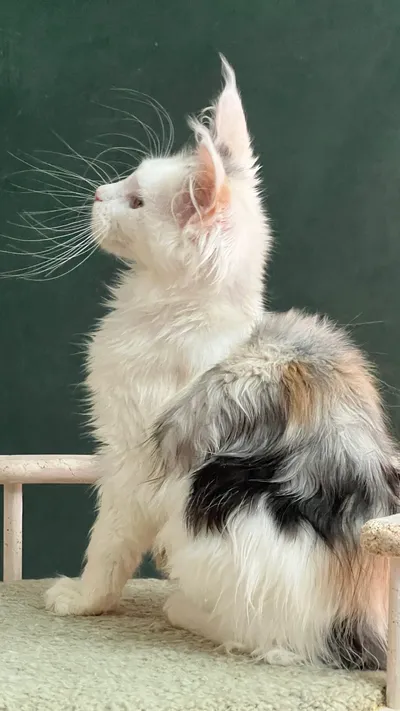 Котенок мейн-кун