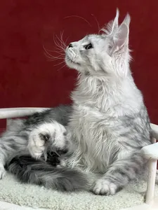 Котенок мейн-кун