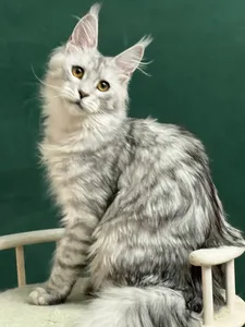 Maine Coon kitten