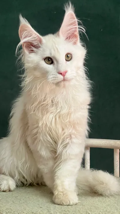 Maine Coon kitten